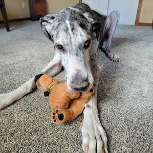 Meet your Posher, Brandy